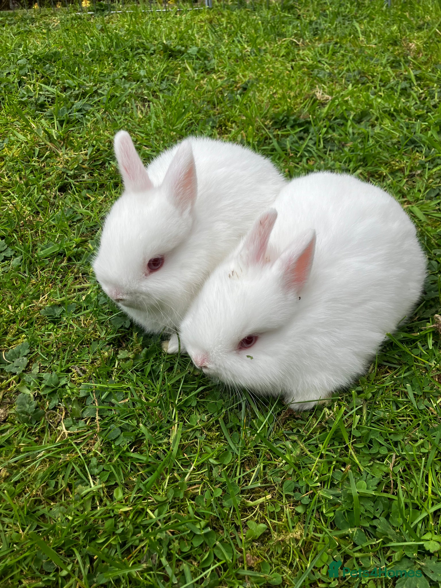 Netherland Dwarf rabbits Two Female White Netherland Dwarfs - Advert 18
