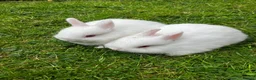 Netherland Dwarf rabbits for sale: LAST Female White Netherland Dwarfs - Advert 1