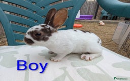 Rex rabbits for sale: Last 3 Mini Rex Babies - Image 1