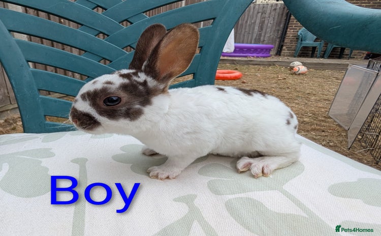Rex rabbits - Advert 8