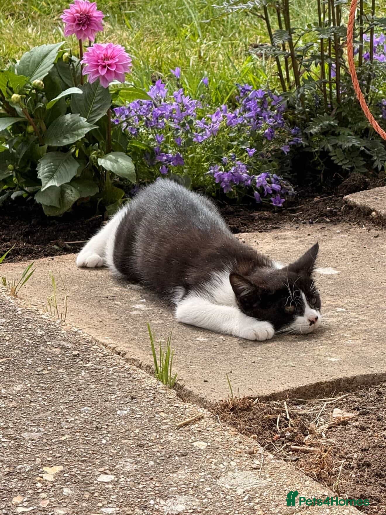 Mixed Breed cats Last lovely female  - Advert 1