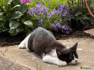 Mixed Breed cats Last lovely female - Advert 1