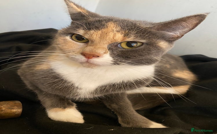 Maine Coon cats Female British shorthair cross - Advert 1