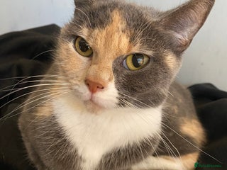 Maine Coon cats Female British shorthair cross - Advert 17