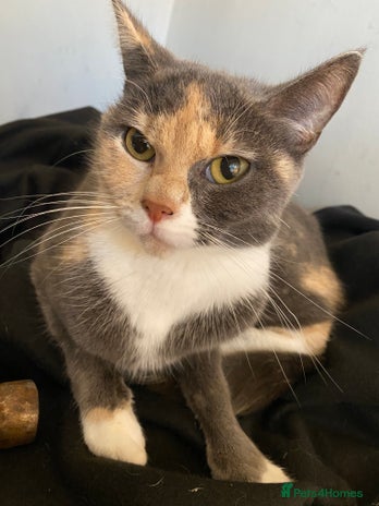 Maine Coon cats Female British shorthair cross - Advert 1