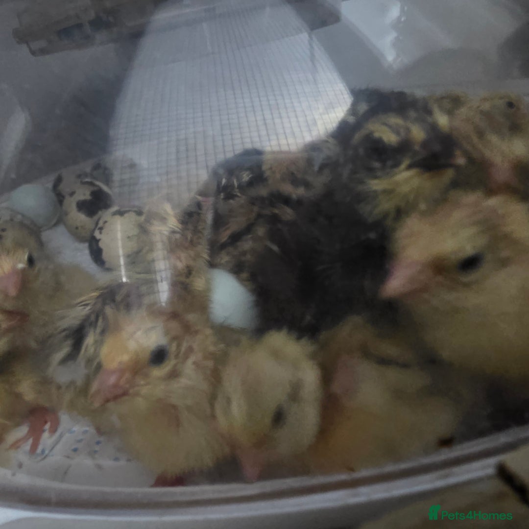 Quail poultry for sale: Japanese Quail HATCHING EGGS - Image 3