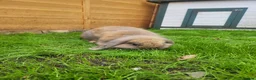 Mini Lop rabbits for sale: Mini lop bunny 🐰  in York - Advert 3
