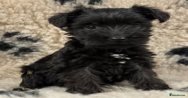 Miniature Schnauzer dogs - Advert 8
