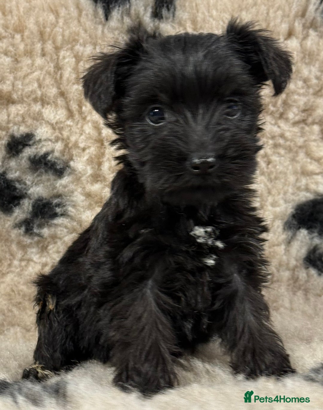 Miniature Schnauzer dogs for sale: Miniature schnauzers pups - Image 3