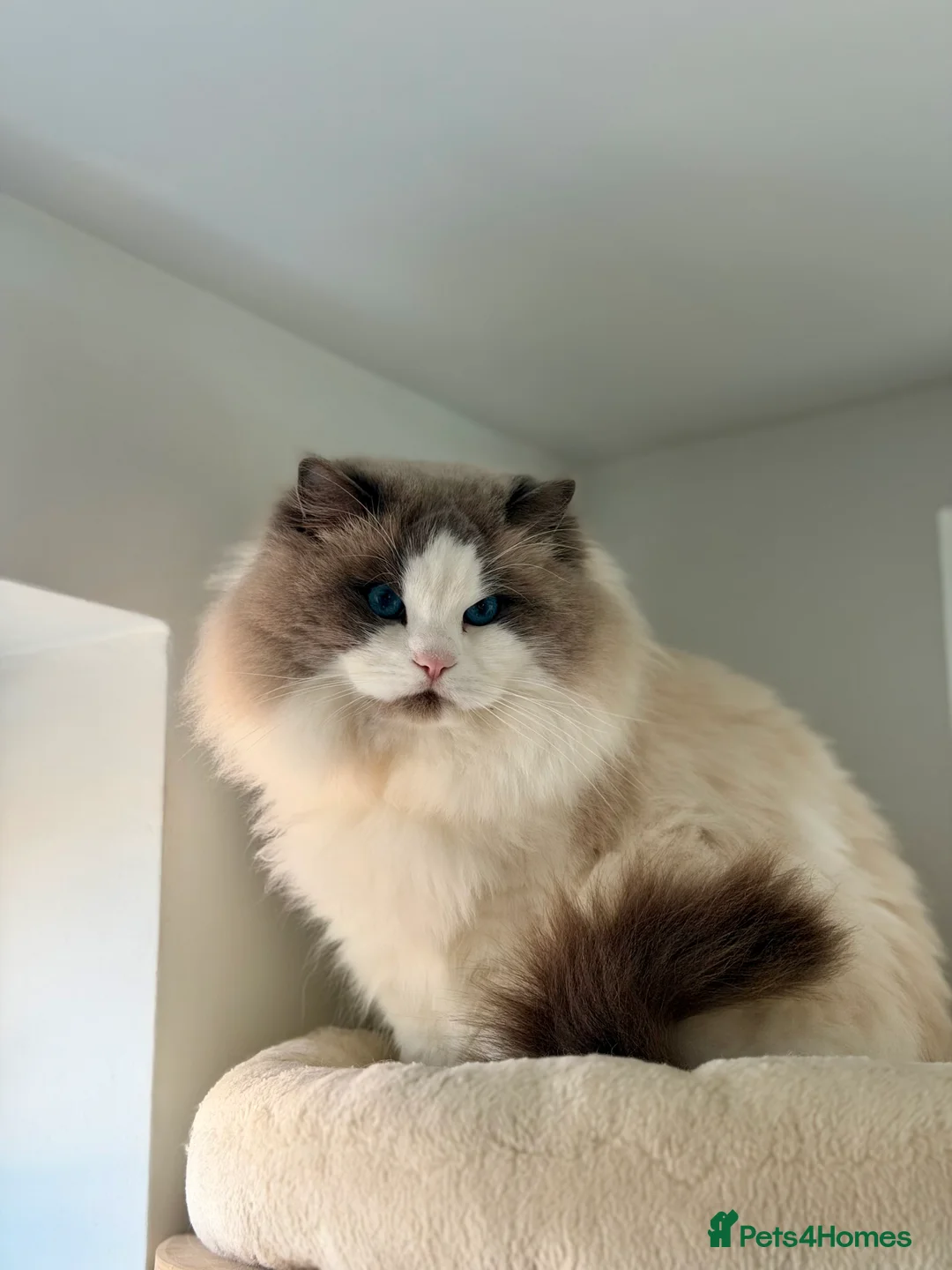 Ragdoll cats for stud: GCCF and TICA registered stud in Feltham - Advert 2
