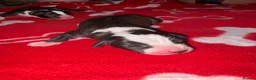 American Bull Staffy dogs for sale: American Staffy puppies  - Advert 11