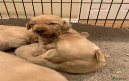 Labrador Retriever dogs for sale: Beautiful Labrador puppies for forever homes  - Image 9