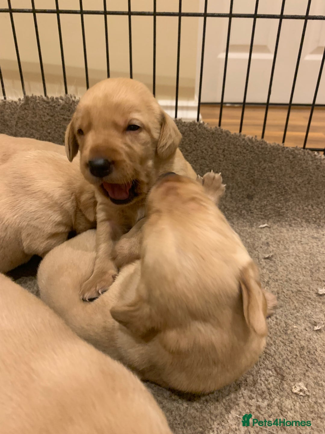 Labrador Retriever dogs for sale: Beautiful Labrador puppies for forever homes  - Image 9