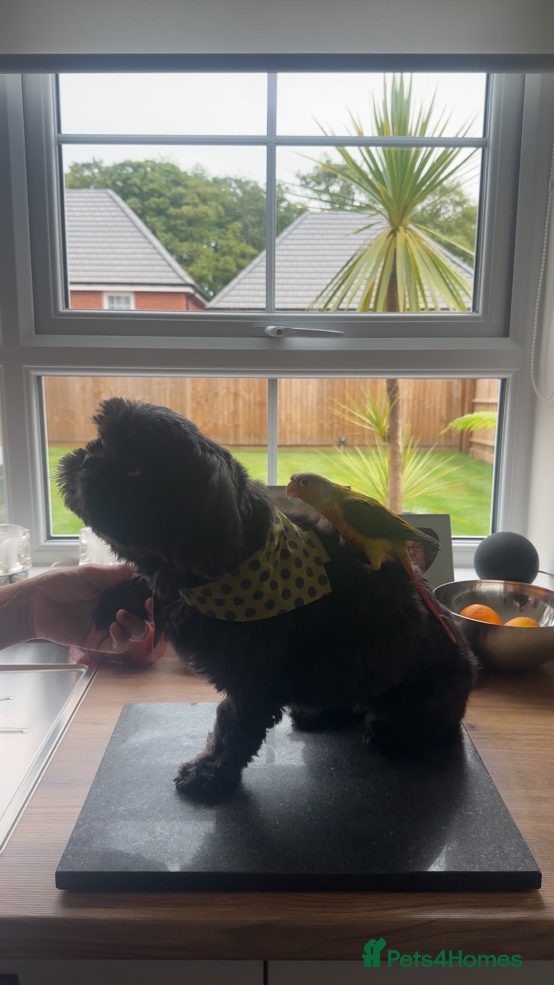 Conures birds for sale: Green Cheek Conure for sale 11months old £850 - Advert 20