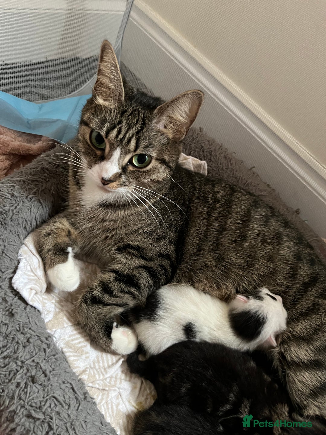 British Shorthair cats for sale: Kittens for sale - Image 10