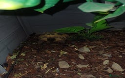 Tortoise reptiles for sale: Russian tortoise x2 and enclosure  - Image 2