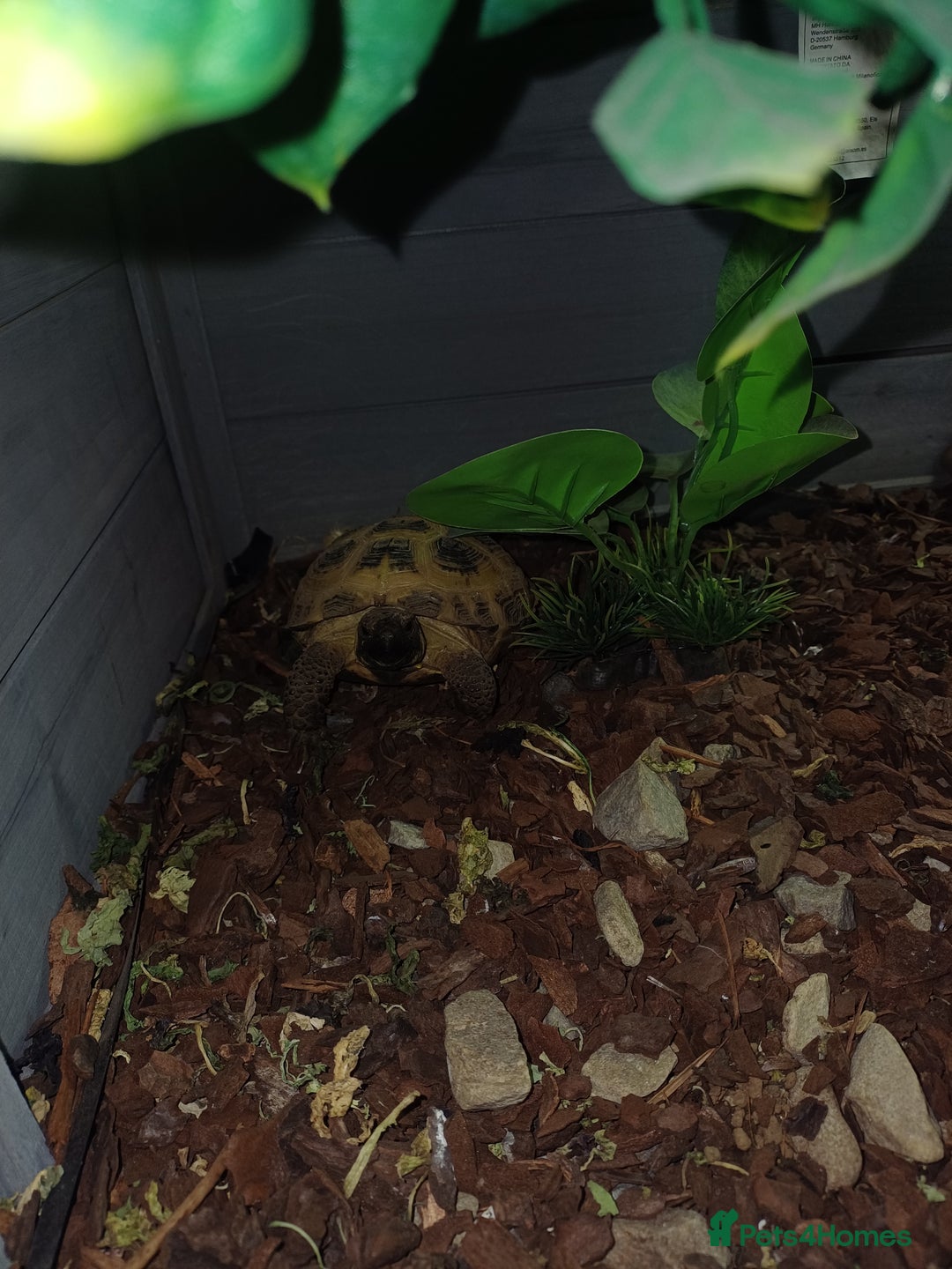 Tortoise reptiles for sale: Russian tortoise x2 and enclosure  - Image 2