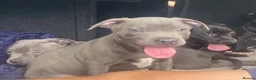 Staffordshire Bull Terrier dogs for sale: Billionaire bills pups  - Advert 6