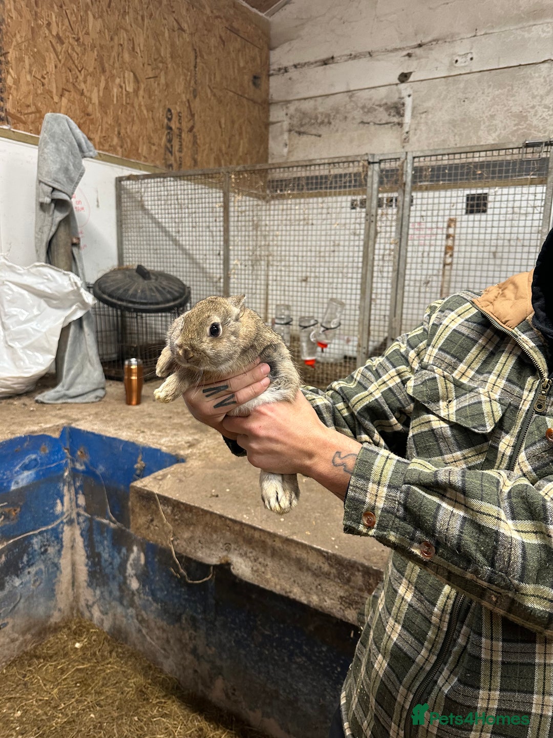 Netherland Dwarf rabbits for sale: Lots of netherland dwarfs for sale - Advert 13