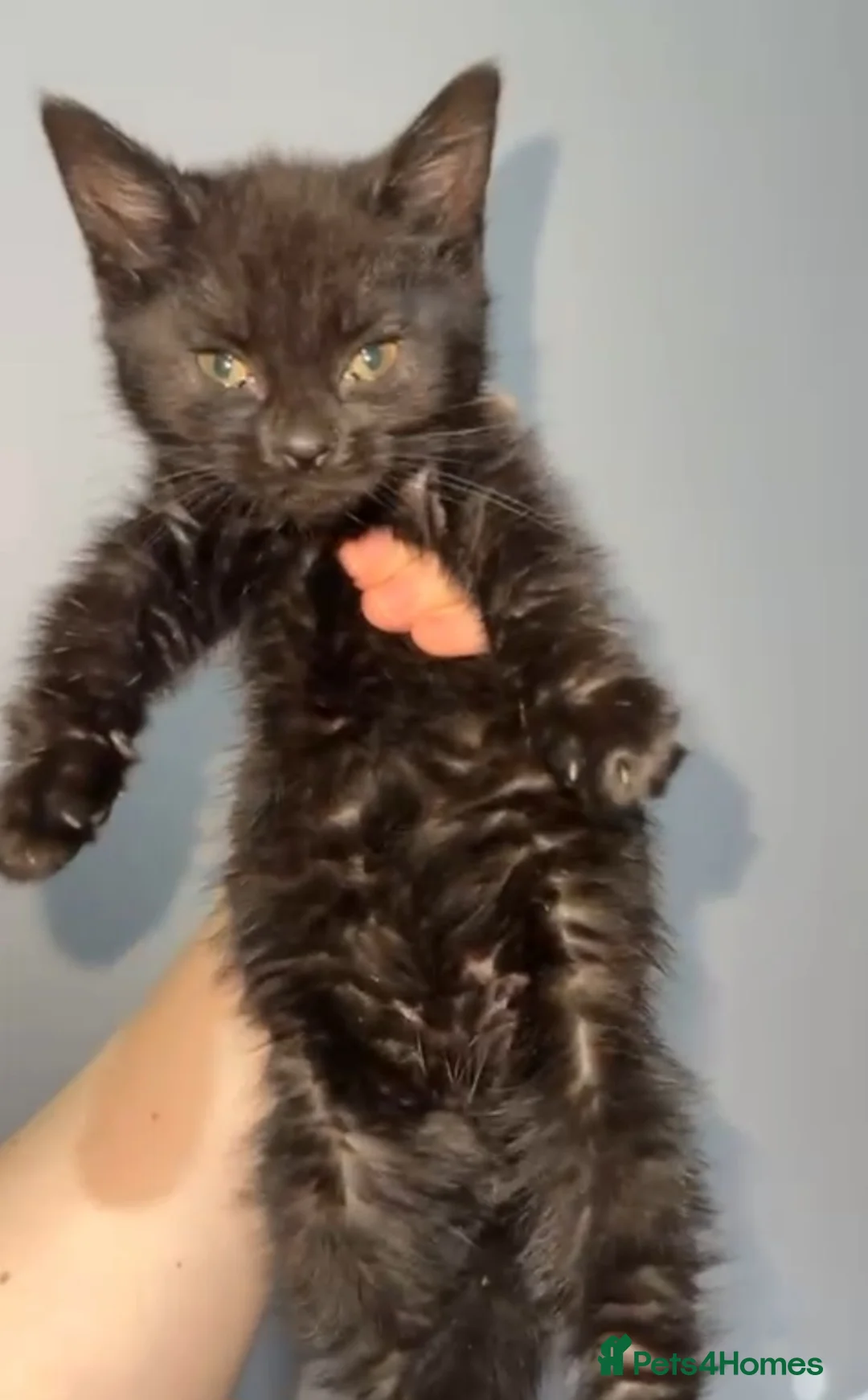 Mixed Breed cats for sale: Rehoming our 11 week old kitten - Advert 1