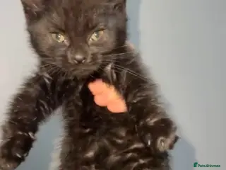 Mixed Breed cats Rehoming our 11 week old kitten - Advert 8