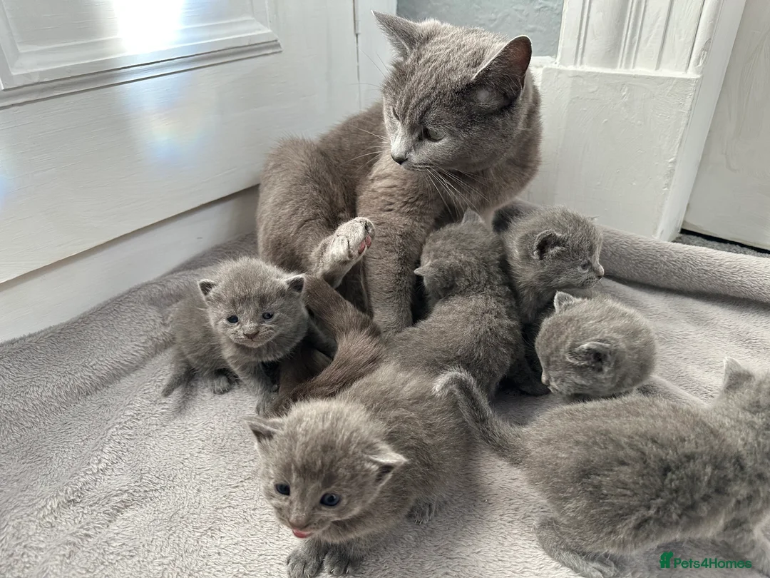 Russian Blue cats for sale: Russian Blue kittens  - Advert 40