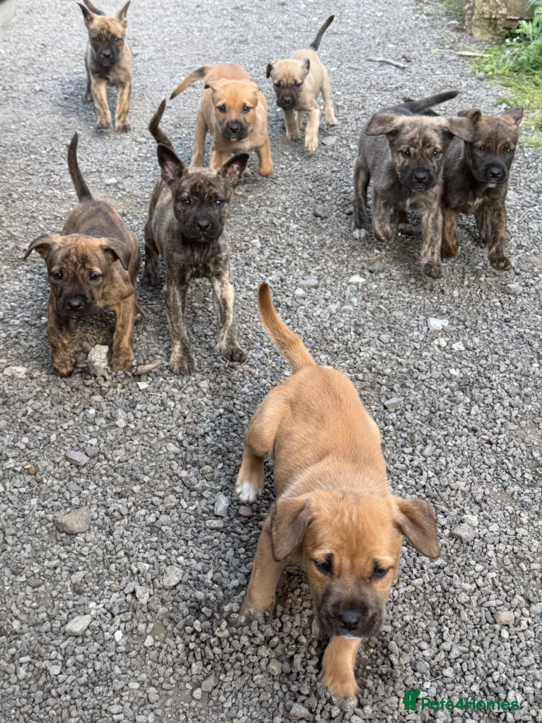 Mixed Breed dogs for sale: Mastiff X Herder Pups (x8) 3 male - 5 female  - Advert 2
