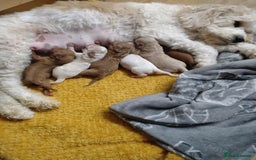 Mixed Breed dogs for sale: Beautiful female available ready to leave 1st nov - Image 8