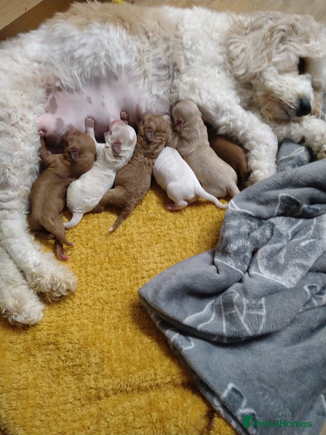 Mixed Breed dogs for sale: Beautiful female available ready to leave 1st nov - Image 8