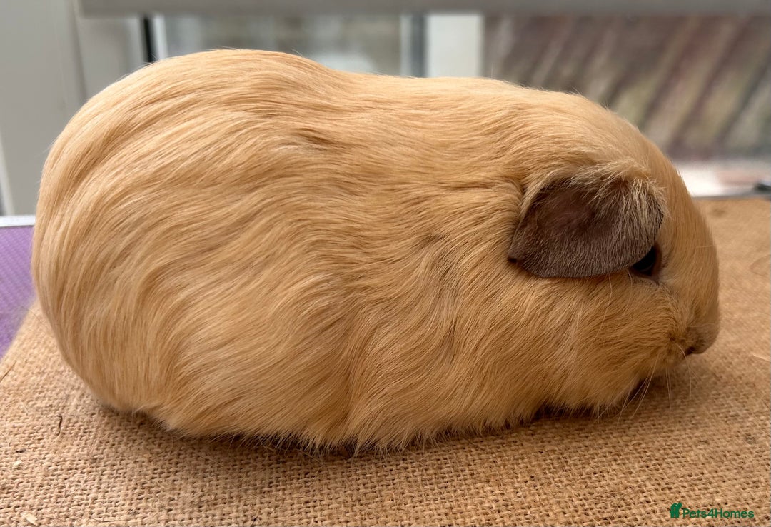 Guinea Pig rodents for sale: Cali Choc Point Buff & Swiss Cali marked Boars - Image 6