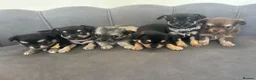 Chihuahua dogs for sale: KC Reg Chihuahua Pups - Advert 32