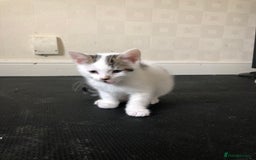 Mixed Breed cats for sale: 6 kittens - Image 1