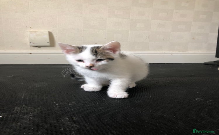 Mixed Breed cats - Advert 13