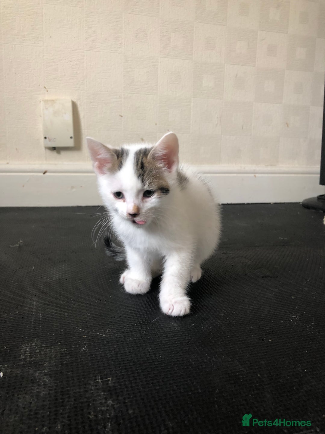 Mixed Breed cats for sale: 6 kittens - Image 1