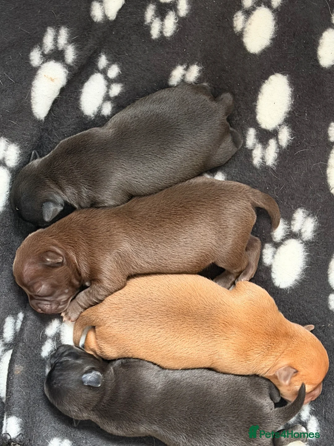 Chihuahua dogs for sale: Beautiful Chihuahua Pups - Last Puppy - Advert 36
