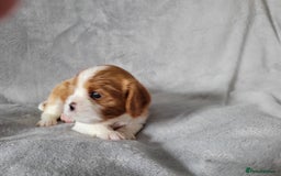 Cavalier King Charles Spaniel dogs for sale: Cavalier King Charles Spaniel Puppies for Sale 🐾 - Image 13