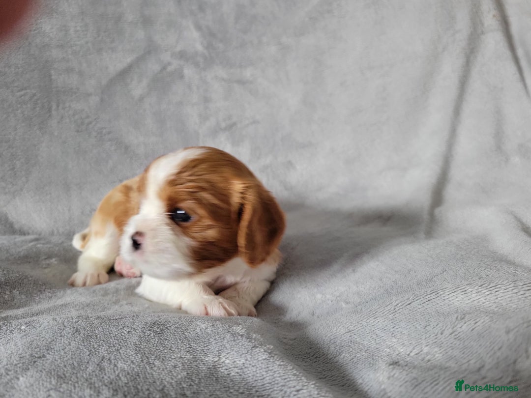 Cavalier King Charles Spaniel dogs for sale: Cavalier King Charles Spaniel Puppies for Sale 🐾 - Image 13