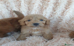 Cockapoo dogs for sale: Cockapoo Puppies PRA UNAFFECTED  - Image 6