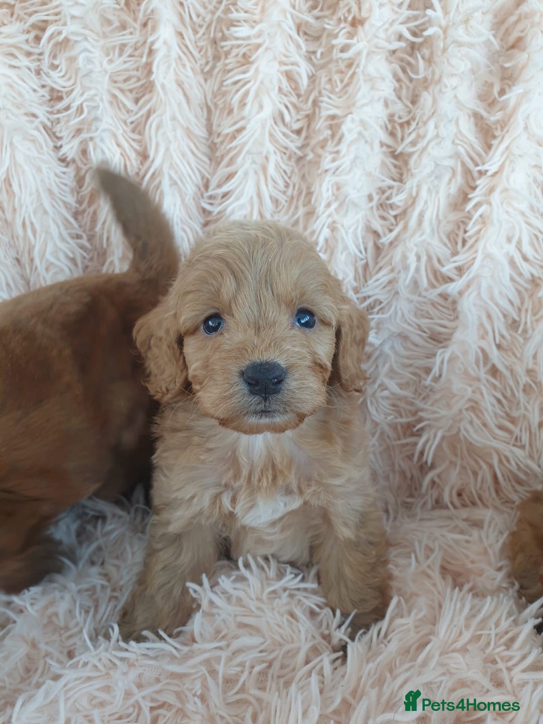 Cockapoo dogs for sale: Cockapoo Puppies PRA UNAFFECTED  - Image 6