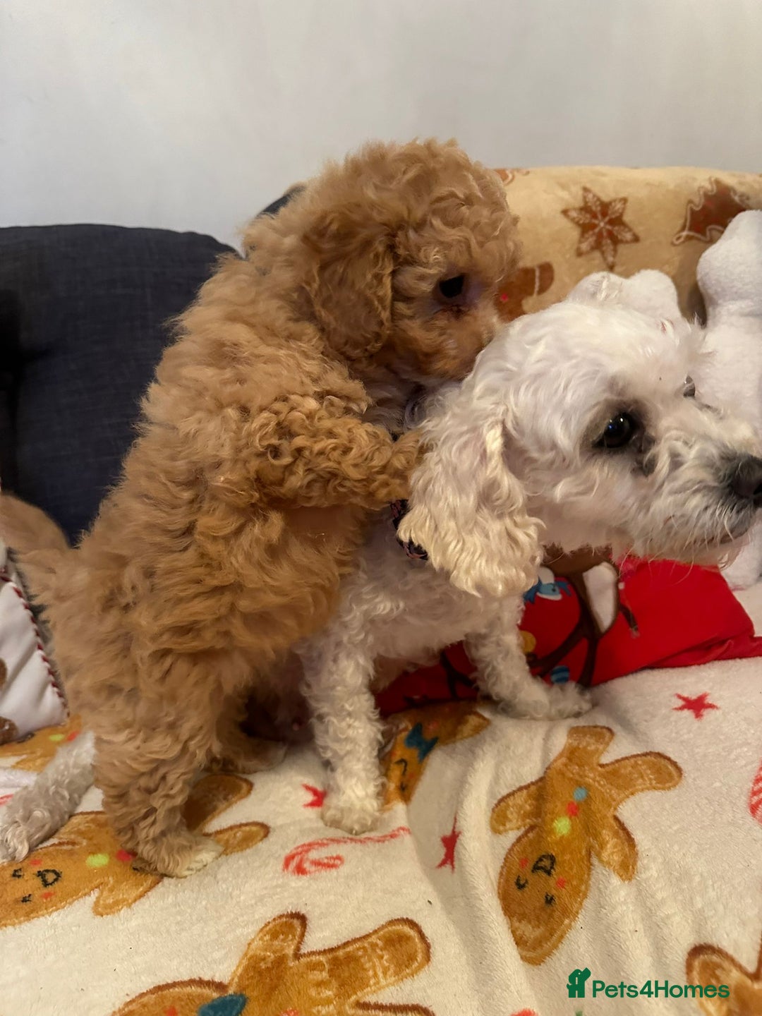 Maltipoo dogs for sale: Stunning Toy Maltipoo pups ❤️ ready on Wednesday! - Advert 4