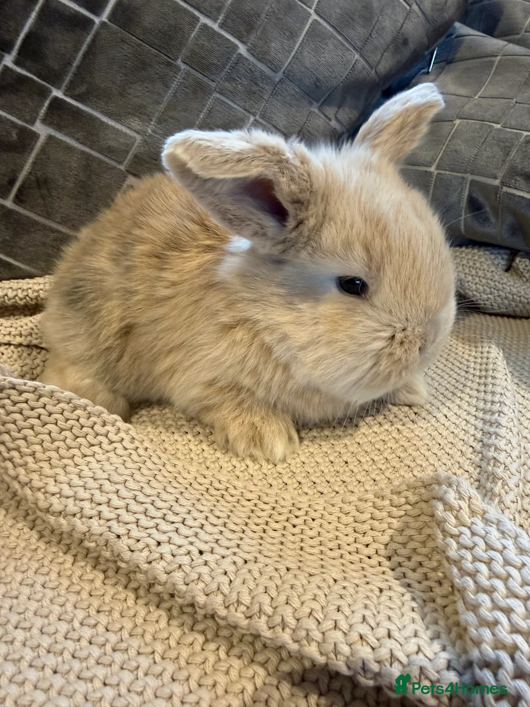 French Lop rabbits for sale: Stunning French lops available 23rd march  - Advert 1