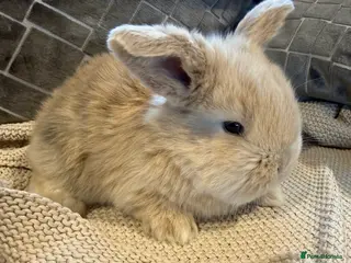 French Lop rabbits Stunning French lops available 23rd march - Advert 1