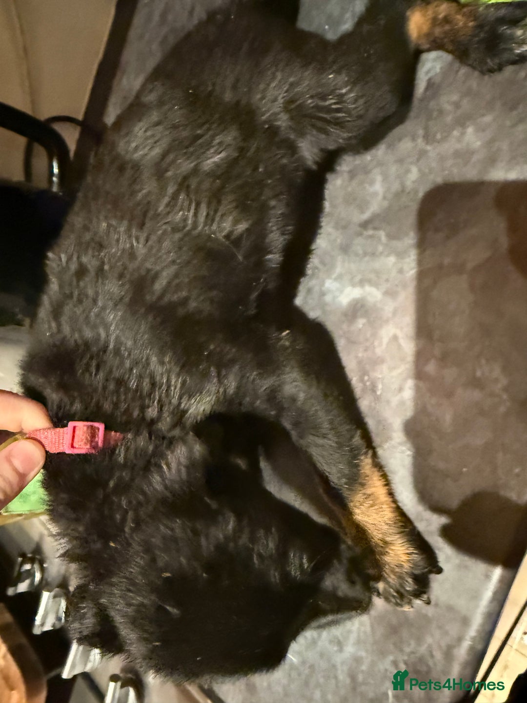 Mixed Breed dogs for sale: Cross breed Rottweiler puppies  - Advert 13