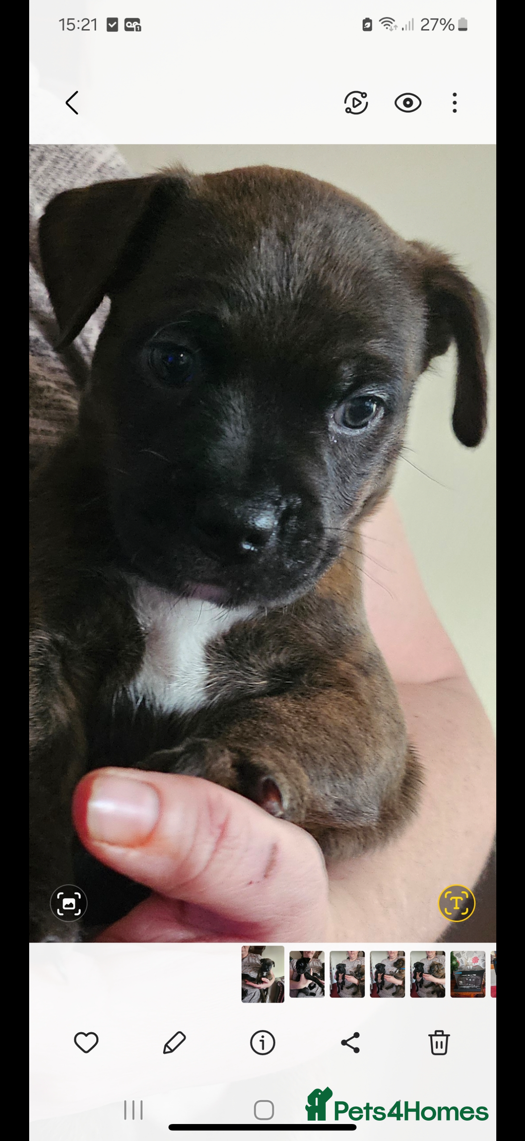 Mixed Breed dogs for sale: Lakeland x Boston terrier - Image 8