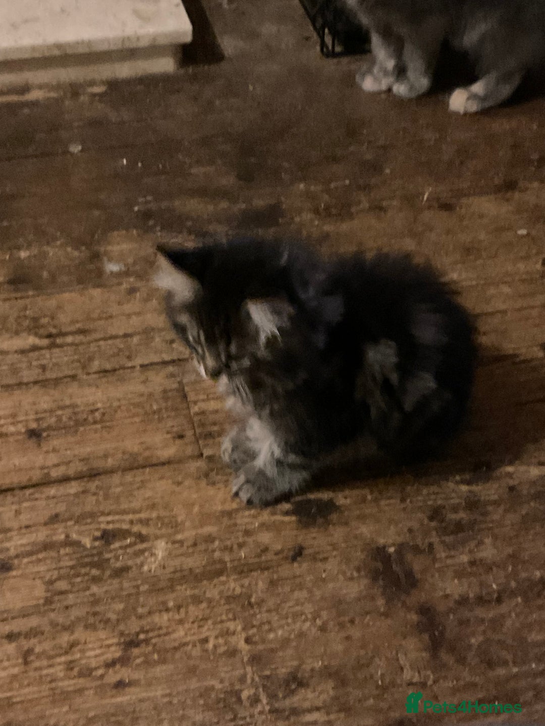 Maine Coon cats for sale: Maine coon x Raggamuffins  - Advert 8