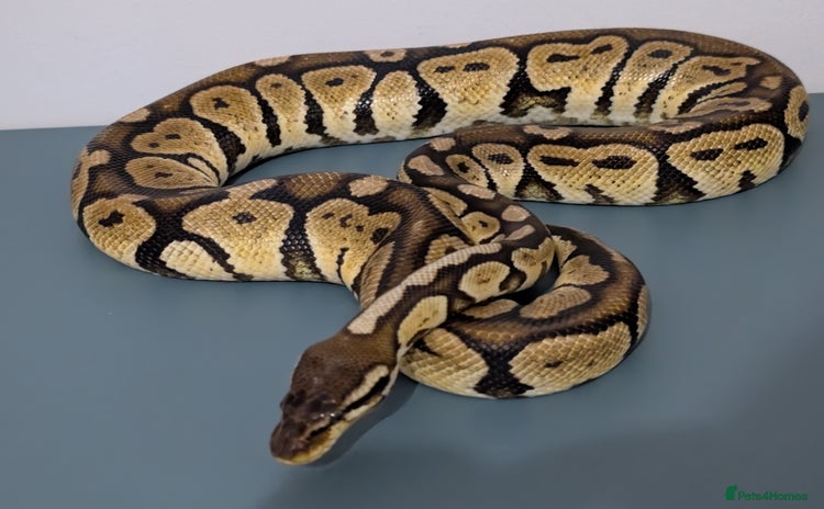Python Snake reptiles - Advert 10