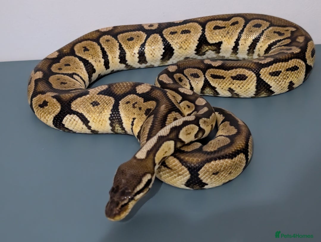 Python Snake reptiles for sale: Pastel het ultramel - Image 1