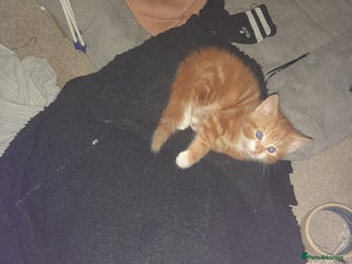 Mixed Breed cats Little boy - Advert 5