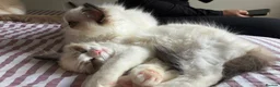 Ragdoll cats for sale: 🏆 RAGDOLL KITTENS 🏆 SHOW QUALITY  - Advert 13