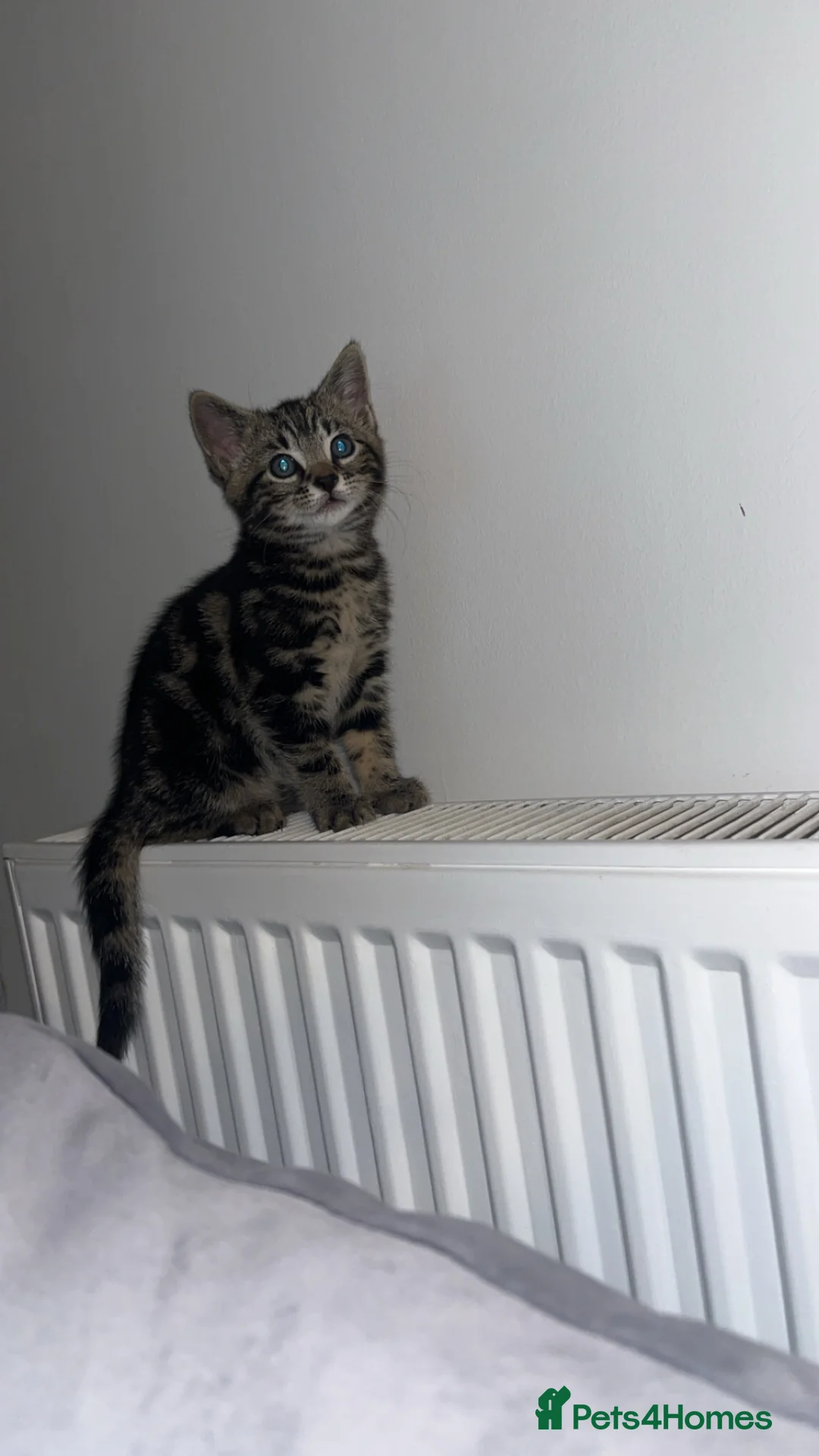 Mixed Breed cats for sale: 2 female kittens for sale  in Rotherham - Advert 7